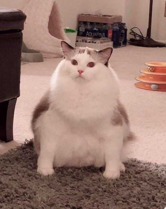 Funny-Chonky-White-Cat Funny Chonky White Cat
