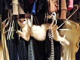 Funny-Closet-Cat Funny Closet Cat
