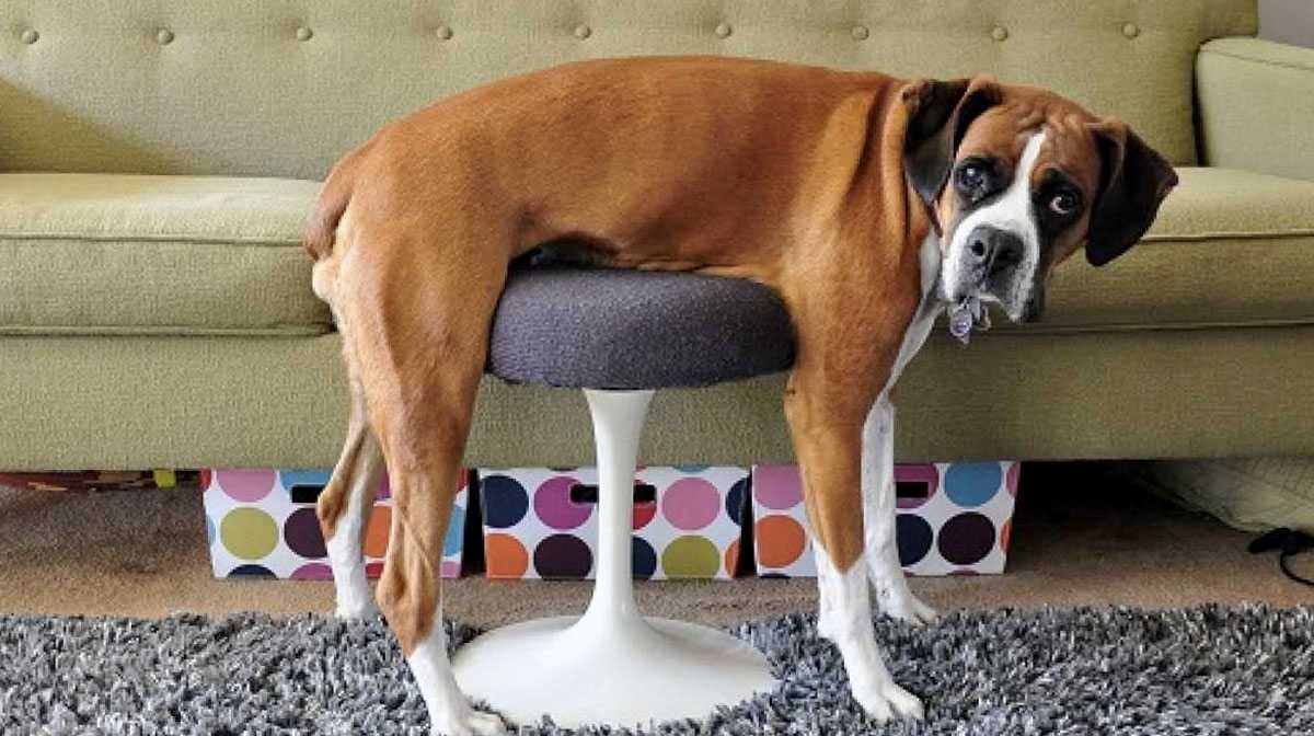 Funny-Couch-Fail Funny Couch Fail