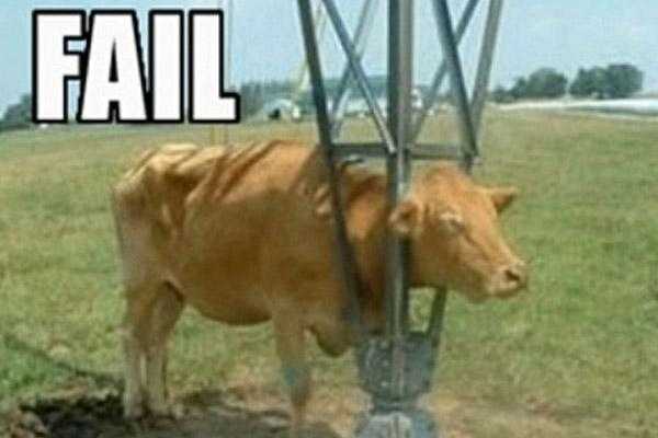 Funny-Cow-Stuck Funny Cow Stuck