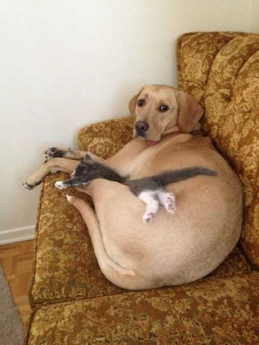 Funny-Dog-Apologize Funny Dog Apologize