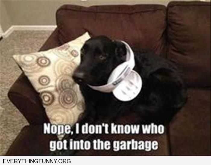 Funny-Dog-Busted Funny Dog Busted