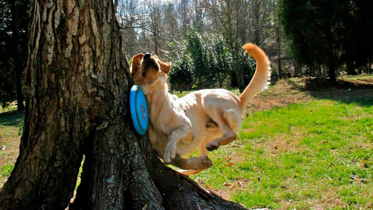 Funny-Dog-Crash Funny Dog Crash