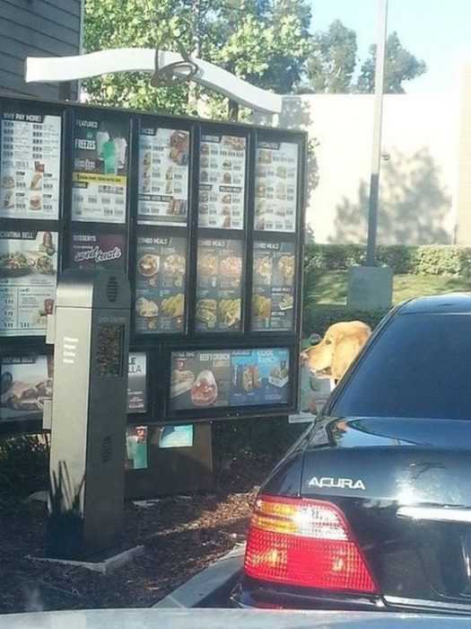 Funny Dog Drive