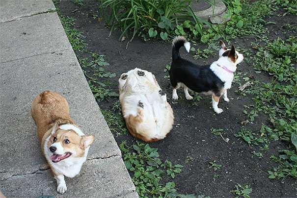 Funny-Dog-Oof Funny Dog Oof
