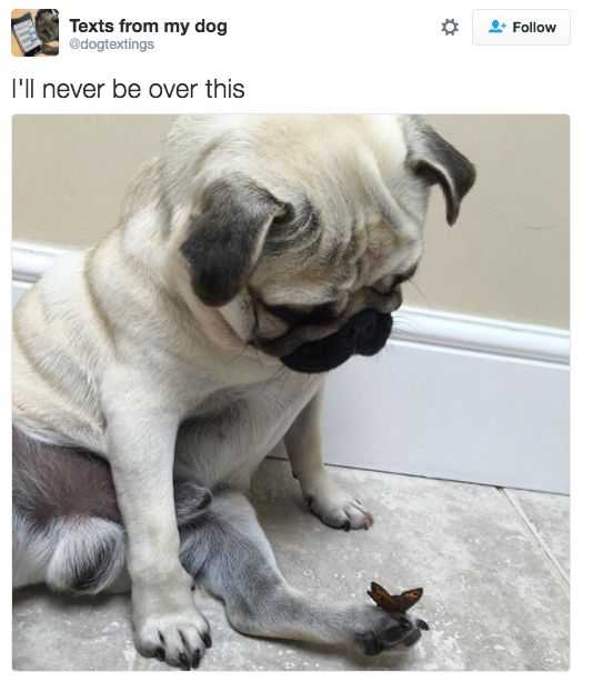 Funny-Dog-Paw Funny Dog Paw