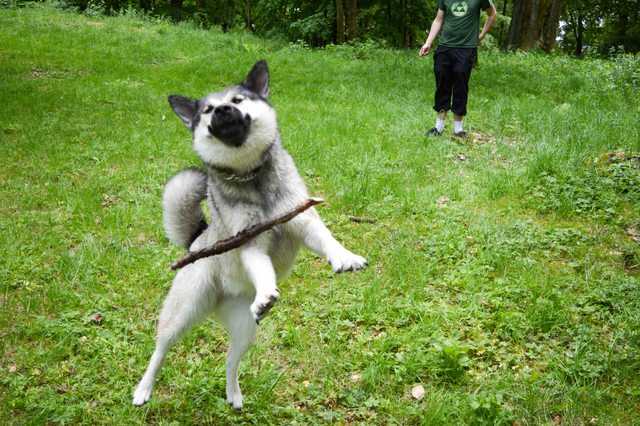 Funny-Dog-Stick Funny Dog Stick
