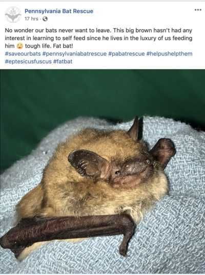 Funny-Fat-Bat Funny Fat Bat