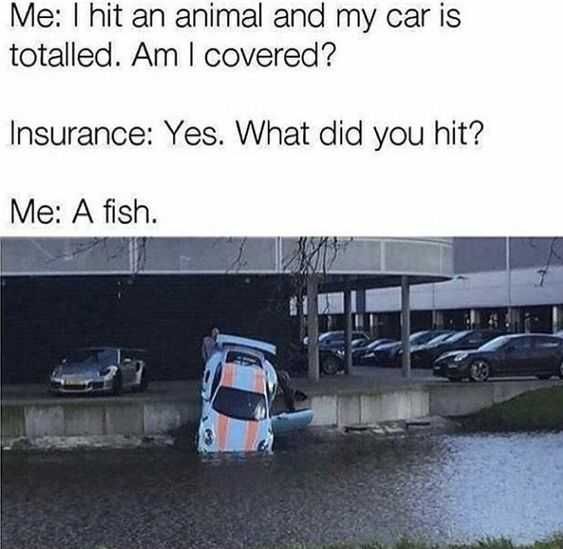 Funny Fish Covered