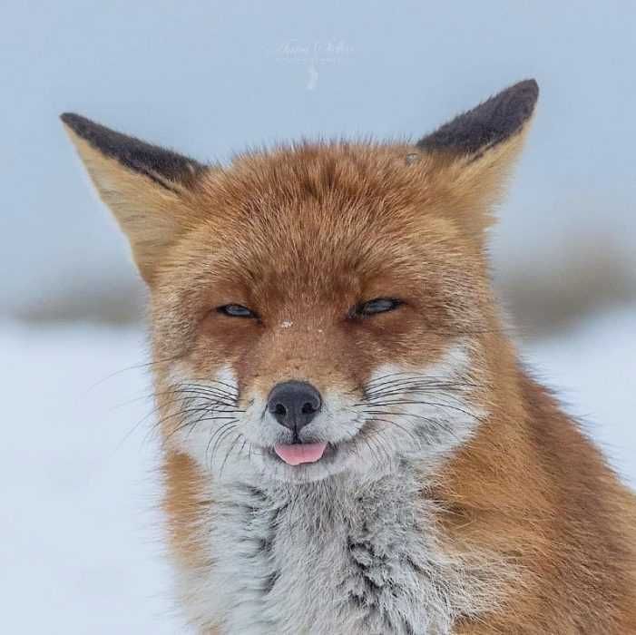 Funny-Fox-Blep Funny Fox Blep