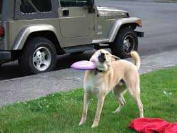 Funny-Frisbee-Fail Funny Frisbee Fail