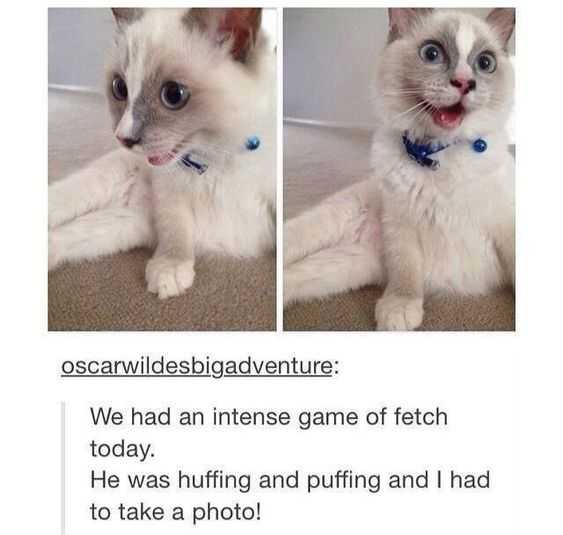 Funny-Furball-Oscar Funny Furball Oscar
