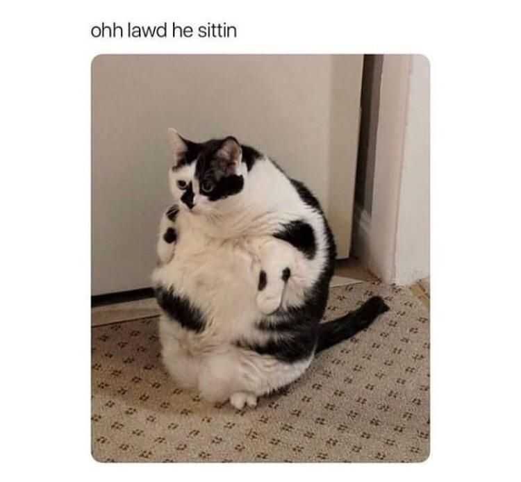 Funny-He-Sitting Funny He Sitting
