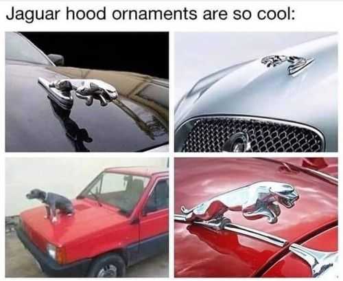 Funny Jaguar