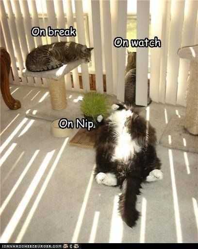 Funny-On-Nio Funny On Nio