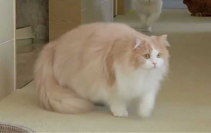 Funny-Orange-And-White-Chonk Funny Orange And White Chonk