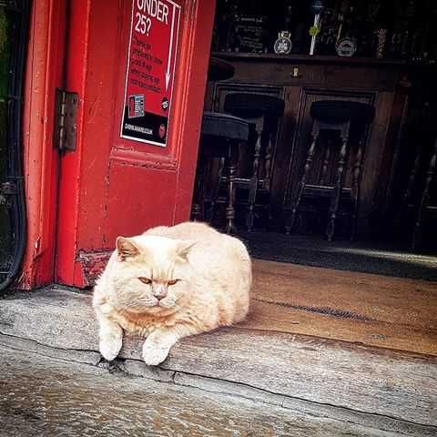 Funny-Orange-Anger Funny Orange Anger