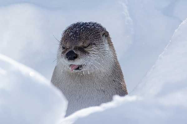 Funny-Otter-Blep Funny Otter Blep