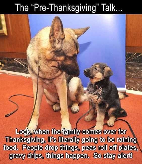 Funny-Prethanksgiving Funny Prethanksgiving