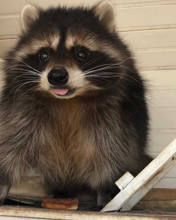 Funny-Racoon-Blep Funny Racoon Blep