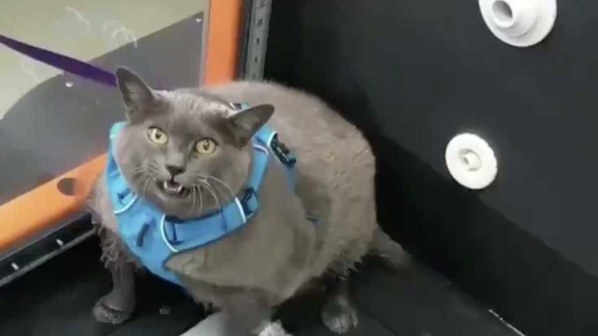 Funny-Russian-Blue Funny Russian Blue
