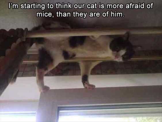 Funny-Scared-Of-Mice Funny Scared Of Mice