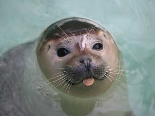 Funny-Seal-Blep Funny Seal Blep