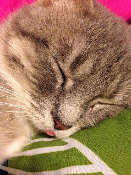 Funny-Sleepy-Blep Funny Sleepy Blep
