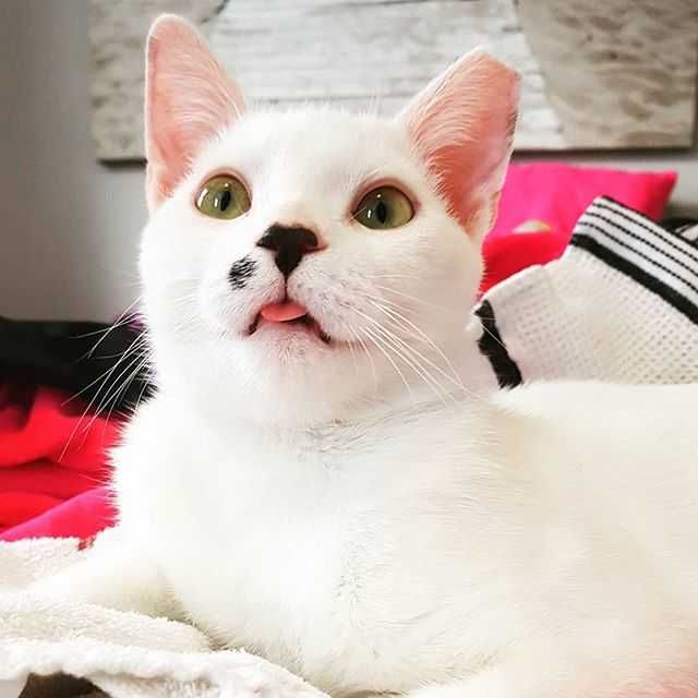 Funny-White-Blep Funny White Blep