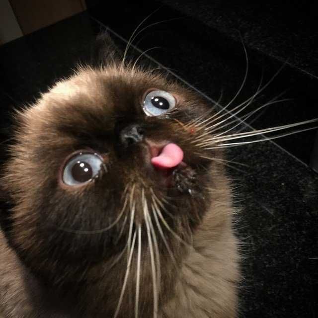 Funny-Wide-Eyed-Blep Funny Wide Eyed Blep