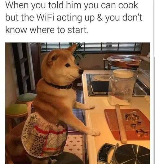 Funny-Wifi-Dog-Cook Funny Wifi Dog Cook