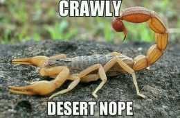 Animal Crawly Desert
