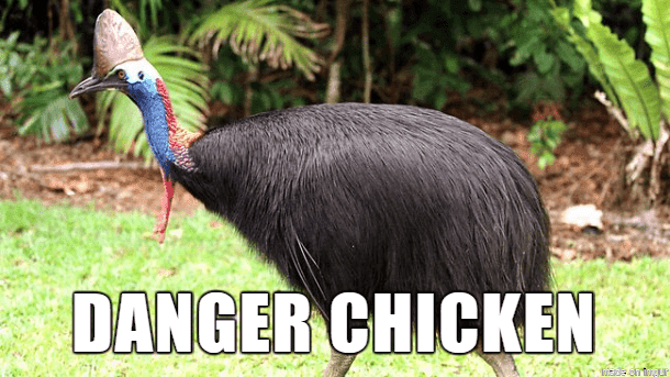Animal-Danger-Chicken Animal Danger Chicken