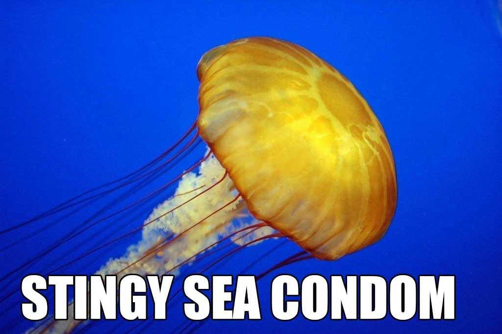 Animal-Jellyfish Animal Jellyfish