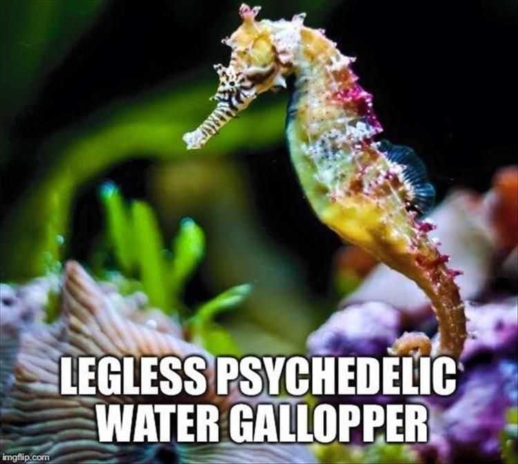 Animal-Legless Animal Legless