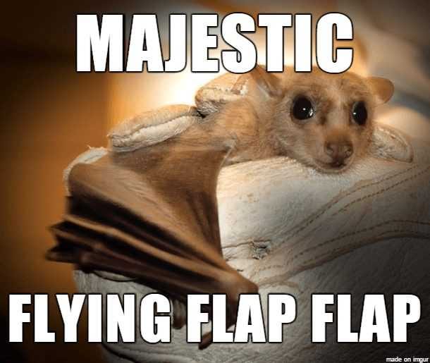 Animal-Majestic Animal Majestic