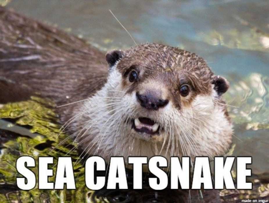 Animal-Sea-Catsnake Animal Sea Catsnake