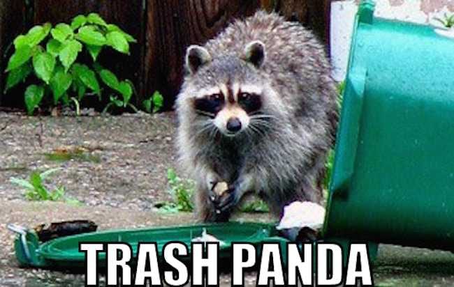 Animal-Trash-Panda Animal Trash Panda