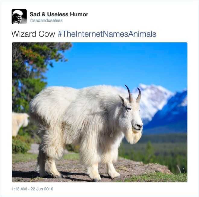 Animal-Wizard-Cow-2 Animal Wizard Cow 2