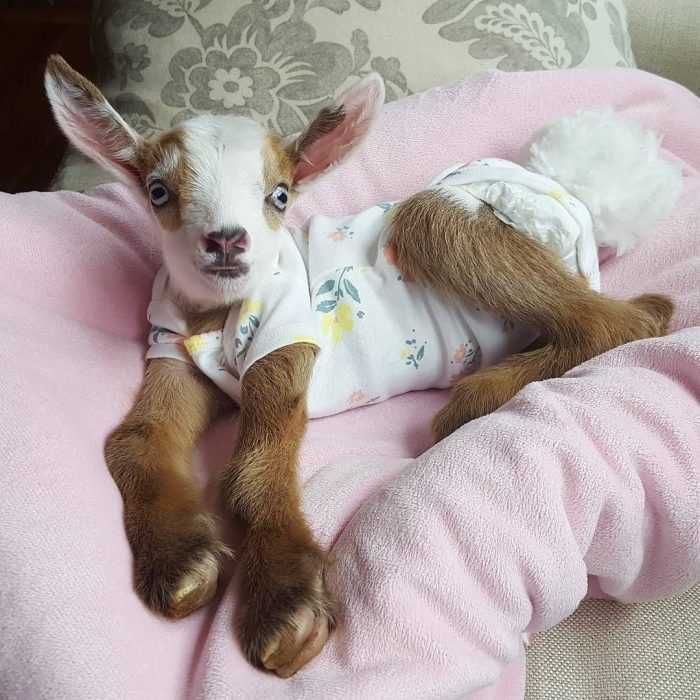 Baby-Goat-In-Pjs Baby Goat In Pjs