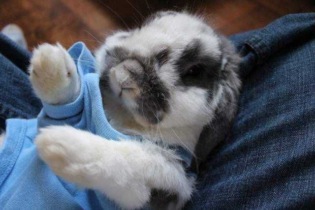Bunnies-In-Pjs Bunnies In Pjs