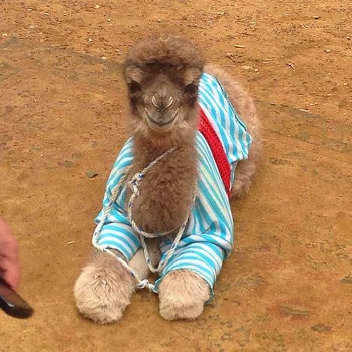 Camel-In-Pjs Camel In Pjs