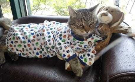 Cat-Anger-Pjs Cat Anger Pjs
