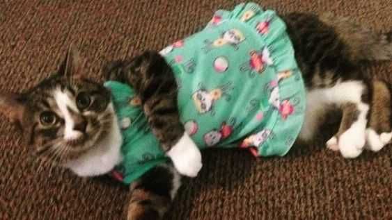 Cat-Pjs-1 Cat Pjs 1