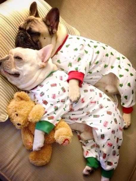 Dog-Cuddle-Pj Dog Cuddle Pj