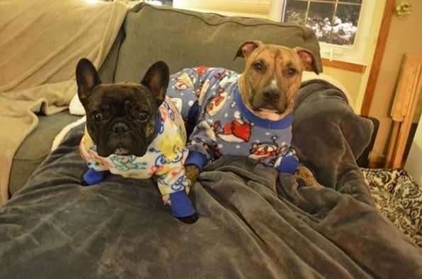 Dogs-In-Pjs Dogs In Pjs