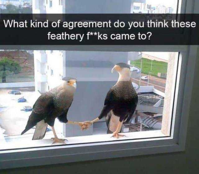 Funny-Agreement Funny Agreement