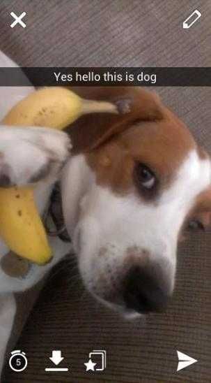 Funny-Banana-Dog Funny Banana Dog