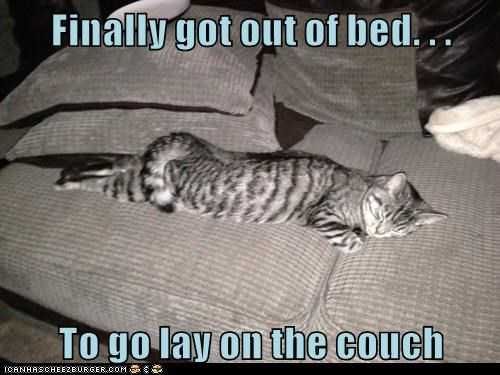 Funny-Cat-Bed-Lay Funny Cat Bed Lay