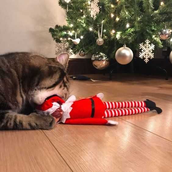 Funny-Cat-Eat Funny Cat Eat